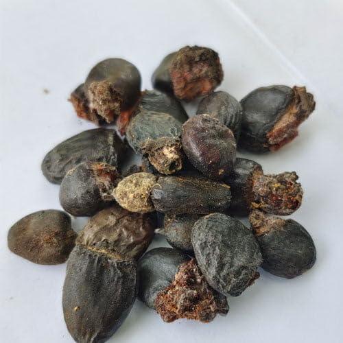Kwality Bhelwa//Bhilwa//Semecarpus Anacardium Seed - Marking Nut Seed - Bile Semecarpus Anacardium Linn Seed (100 Grams)