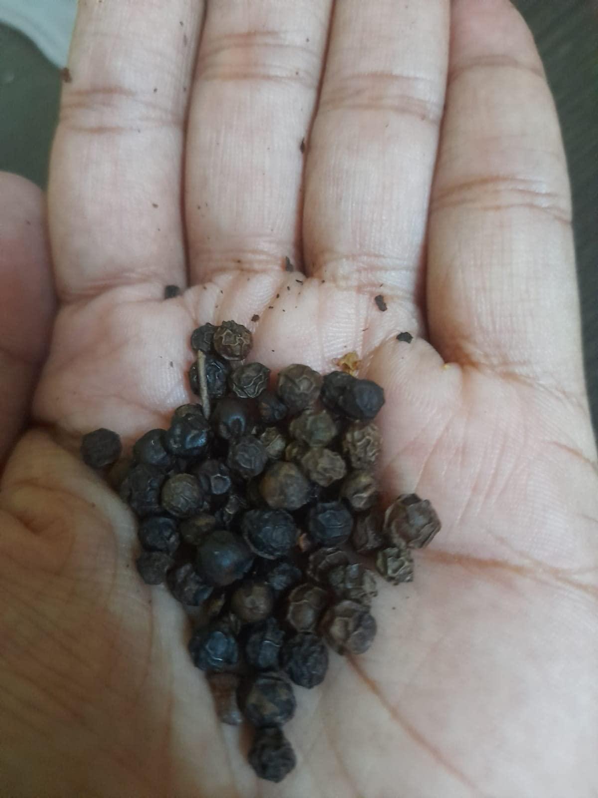 Generic Black Pepper Kerala Kali Mirch Kurumulag 200GM (Large)
