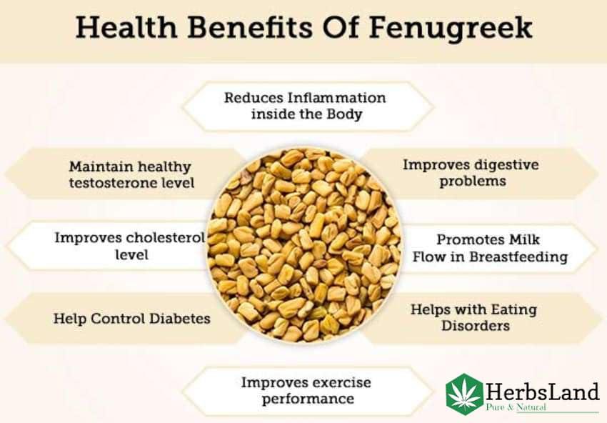 HerbsLand HerbsLand Fresh/Natural Dried Fenugreek Seeds | Trigonella Foenum-Graecum | Whole Methi Dana Seeds | Menthya,Venthayam,Menthulu | Indian Spices & Masala (Pack of 3) (200gm Each) (600 gm)