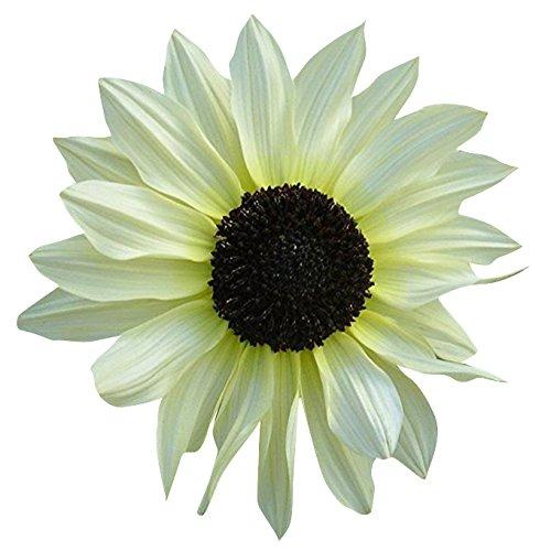 Futaba Futaba Italian White Sunflower Seeds - 20Pcs