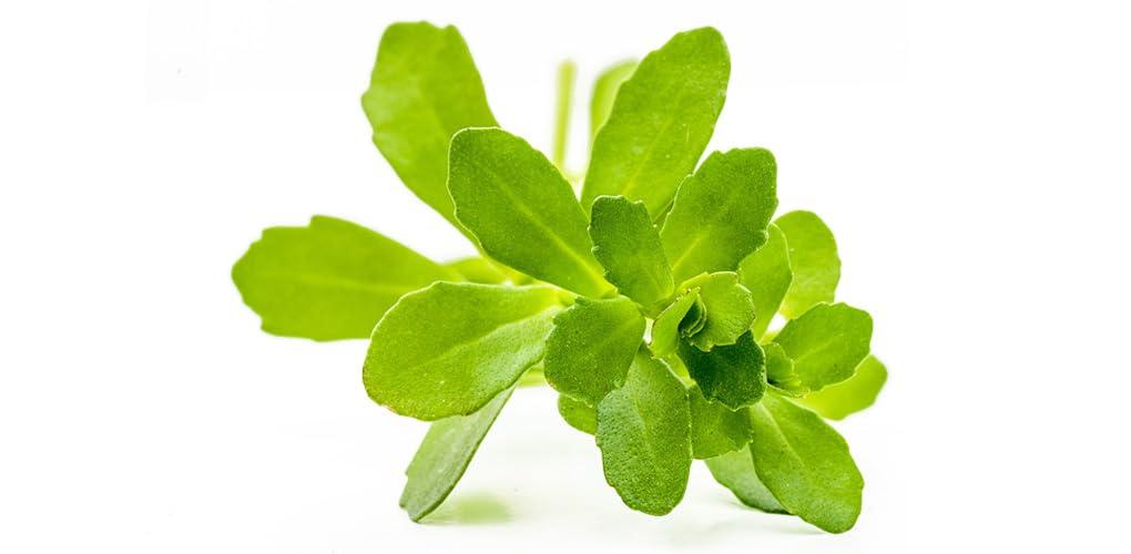 Natural health products Natural health products Brahmi Powder for Hair Growth | Bacopa monnieri | Waterhyssop | Edible | Drinking & Eating | Herbal Hair Thicker & Stronger for Men and Women | Organic(100GM) Hair Care