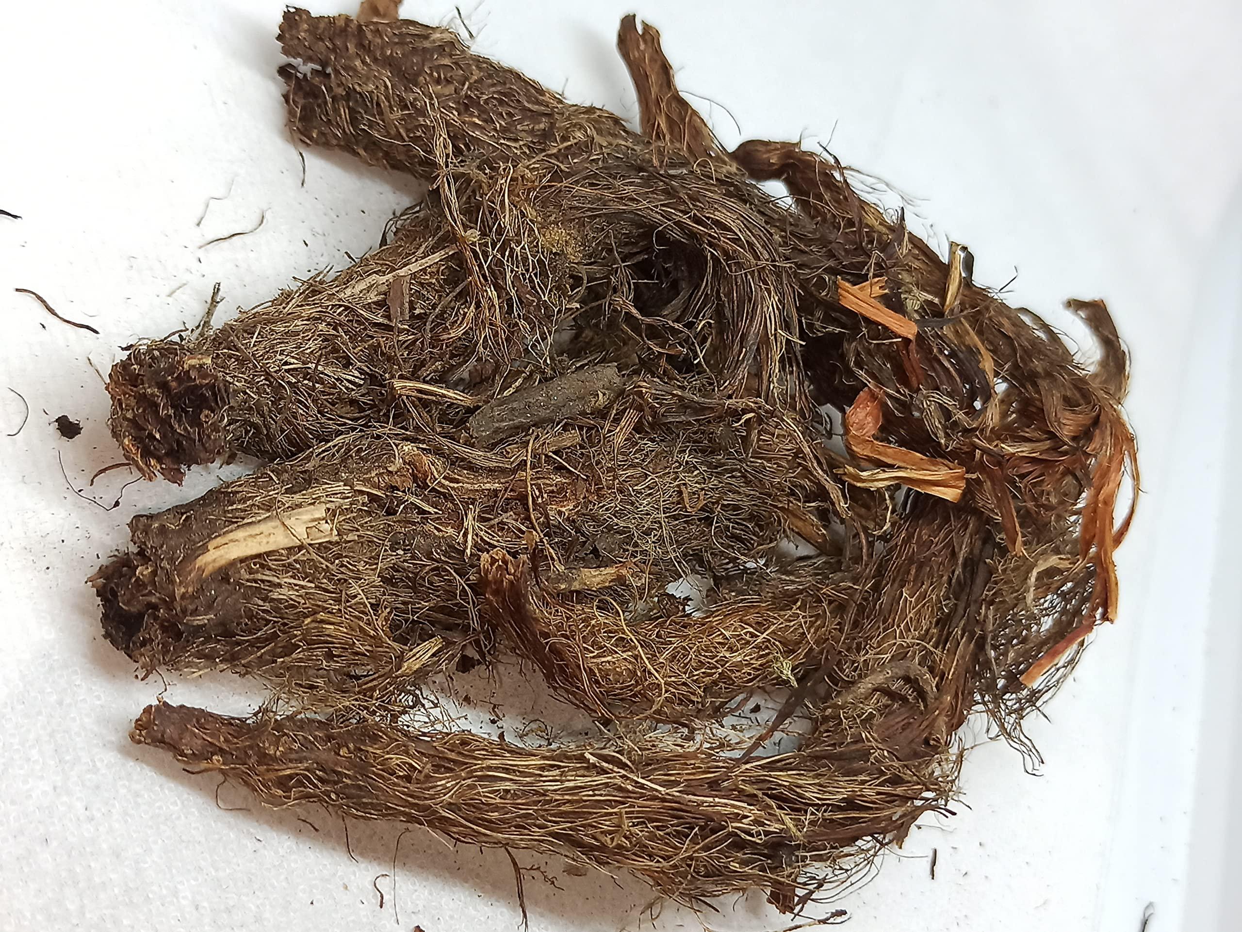 NATURALIFE NATURALIFE\'S-*JADAMANJI*-Jatamansi I Tapaswani and Bhytajata I Indian spikenard, Musk-root, and Indian nard I Nard Indian I Balchara I Jatamavshi I Jatamamsi I Bhutijata I Billilotan (100 GRAMS)