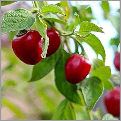 MAAYI MAAYI Dry Red Gundu Chilli / Natural Gundu Red Chilli 1Kg (3kg)