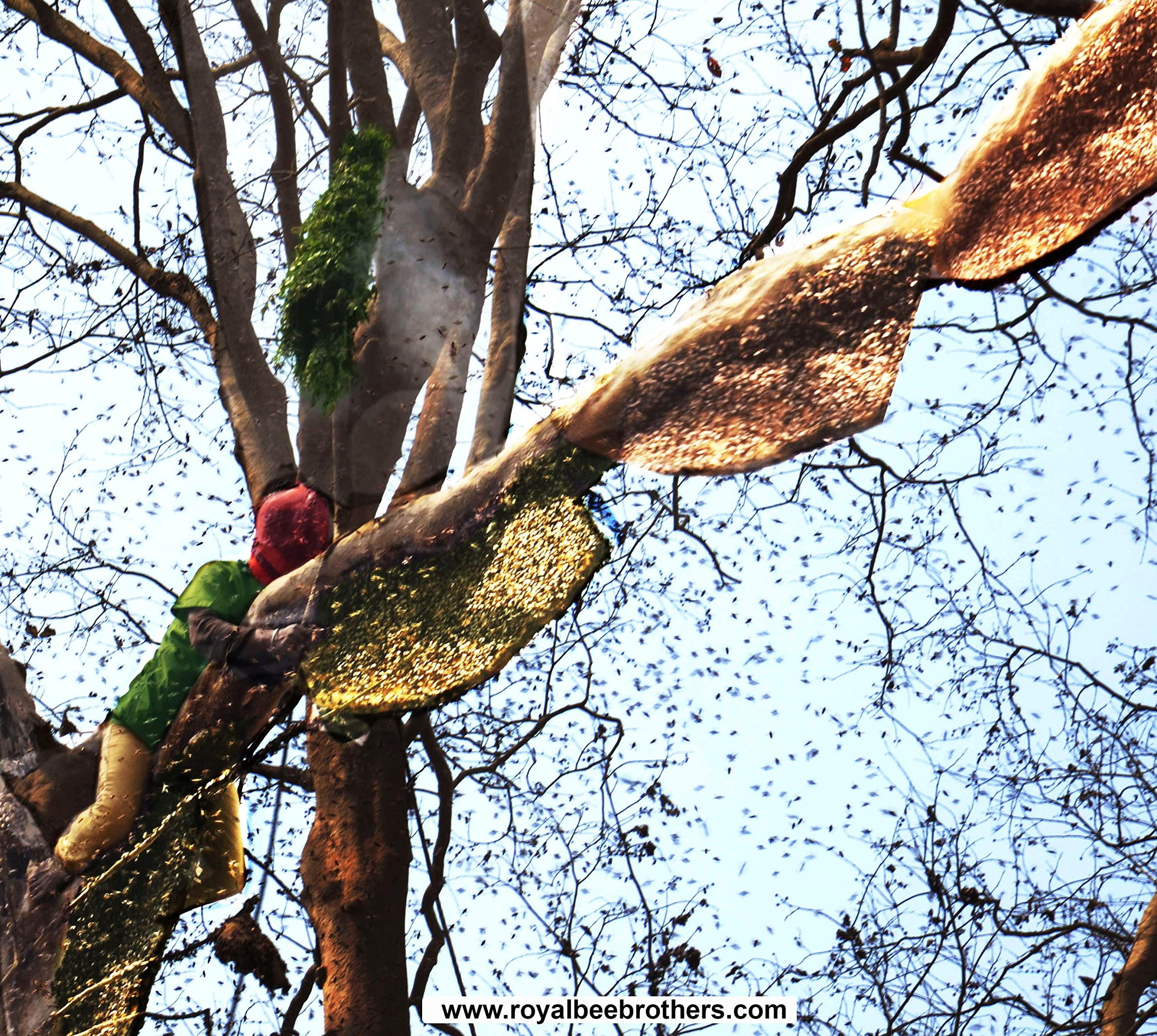 Royal Bee Brothers Royal Bee Brothers | Four Type of 100% Natural Wild Forest Honey | Produce of Wild Honey Bee | Raw & Unprocessed| 500 gm * 4 bottle