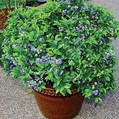 ÉNORME ?NORME Rare Climbing Red Blueberry Plant 200 Pcs Seed Packet