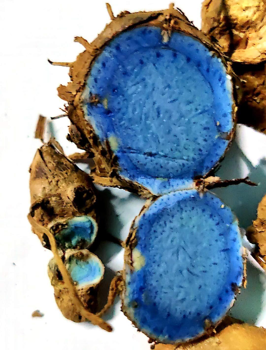 DEVAMA THE DIVINE DEVAMA THE DIVINE Curcuma Caesia, Black Turmeric, Kali Haldi, Plant Rhizomes Bulbs to treat arthritis, asthma, and epilepsy (harvest 5 peices)