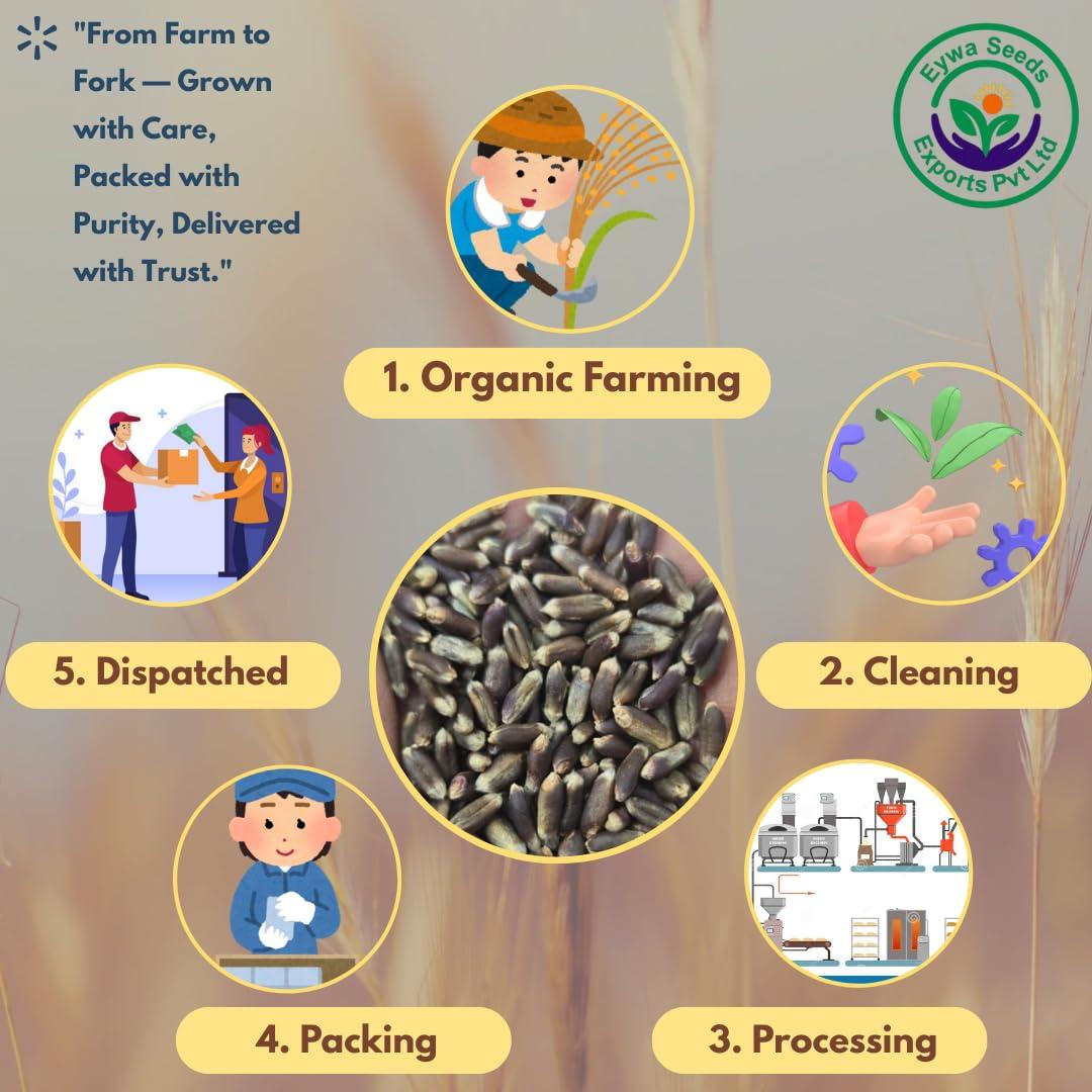 Eywa Seeds & Exports Pvt Ltd BLACK WHEAT GRAINS (15 KG) for eating and cooking | kale gehu daane | Produce of India from Organic Farms | BY EYWA