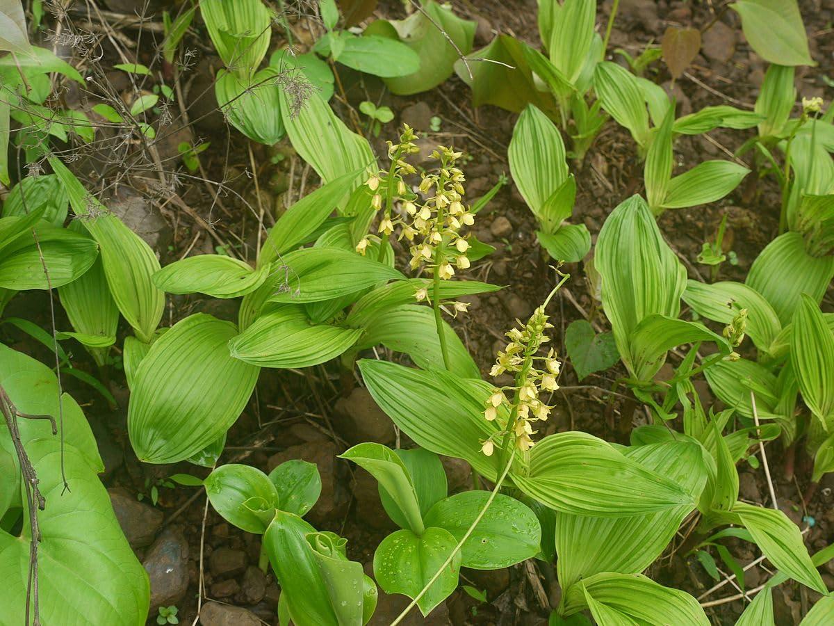 Shree Kshetra Bhimashankar Ayurved Raw Amarkand, Fresh Roots, Malakad, Eulophia Nuda, 500 Grams (Approx 35-45 pcs)