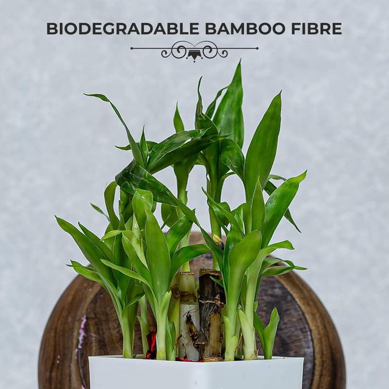 ARGONIUM ELON Panty Liners Daily Use, Bamboo Ultra-thin Anti-Bacterial Anion Technology, Protection for Pre &Post-Period Use, Guards Against Leakage, Discharge and Rashes, Non-Period Days & Spotting |180MM| Pack of 24 |