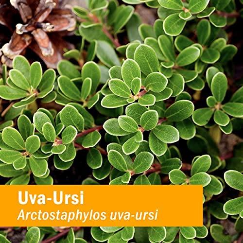 Herb Pharm Herb Pharm Uva Ursi Extract for Urinary System Support - 1 Ounce