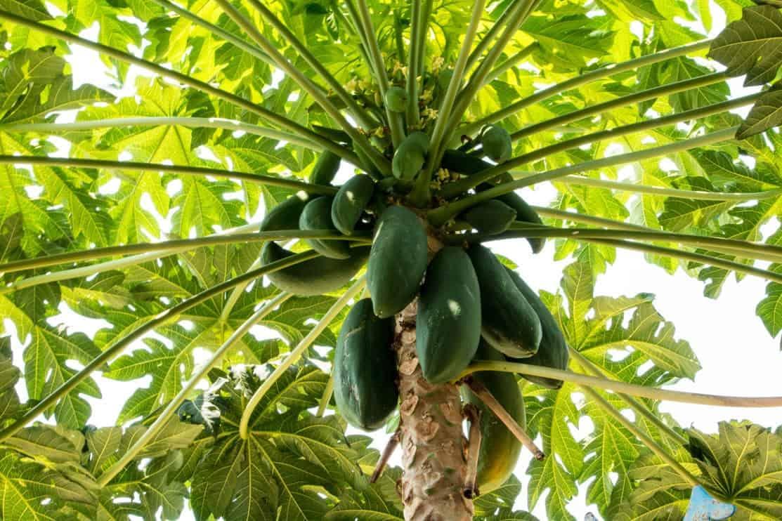 Erwon Erwon NPK for Papaya Fruits ( 200 gm fruit NPK )