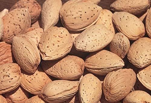 BELLANUTS BELLANUTS Abdul Bedi badam afgani | Abdul Wahdi Almonds | Abdul wahidi Almond | Abdul wadi Almond Shell (500g)