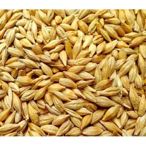 Awadh Awadh- Barley Seeds 450g with Dry Khush Grass |Sabut Jau | Puja Jau | Havan Jao | Pooja Jao | Sabut Jau | Jau for Kalash | barli | Barliarisi | Valkothumai |Jave | Godhi Jaun Jab Juvar Cheno Satu