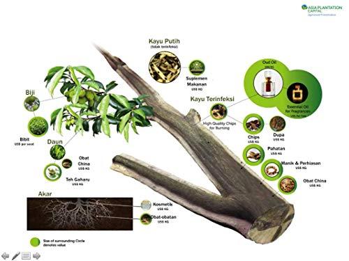 YAMKAY YAMKAY Agil Akil kattai Eagle Wood Agar Wood Aloe Wood Aquilaria Agallocha (100)