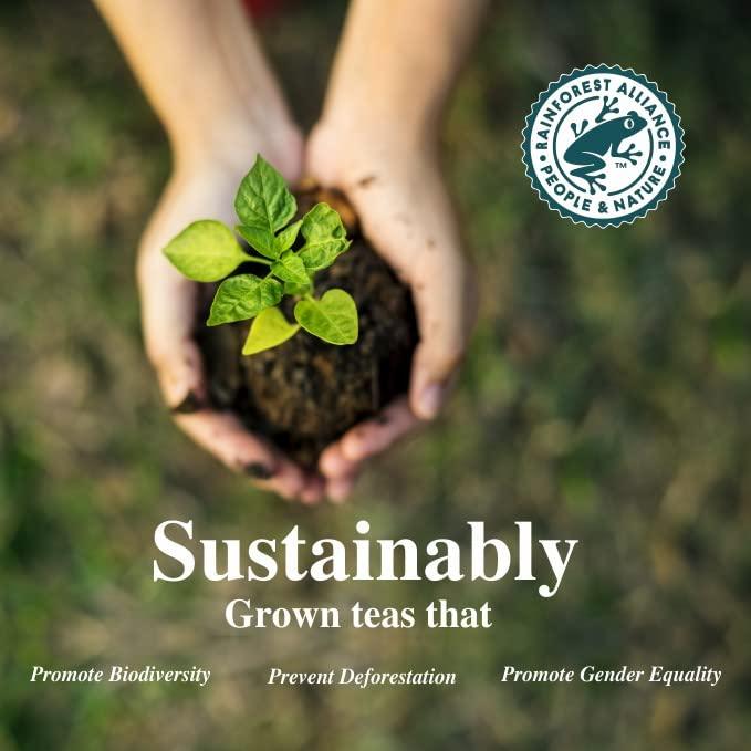 SAN-CHA SAN-CHA Tea Boutique Wild Rose Green Tea, Rose Tea (1 Gram, 100+Cups), Real Rose Petals Blend, 100% Rainforest Alliance Certified, Immunity