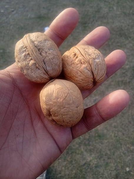 3P 3P Kashmiri Organic Natural InShell Walnuts With Shell Akhrot Dry Fruit | Whole Wallnut | Sabut Akhrot 100gm