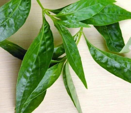 Generic GODSOWNCOUNTRYIN Chirata Herb | Herbal kiriyatha Dried & Traditional Wellness, Bhunimba, Bitter Stick, Chiaravata, Chiraita, Anaryatikta, Chirayta, 200g