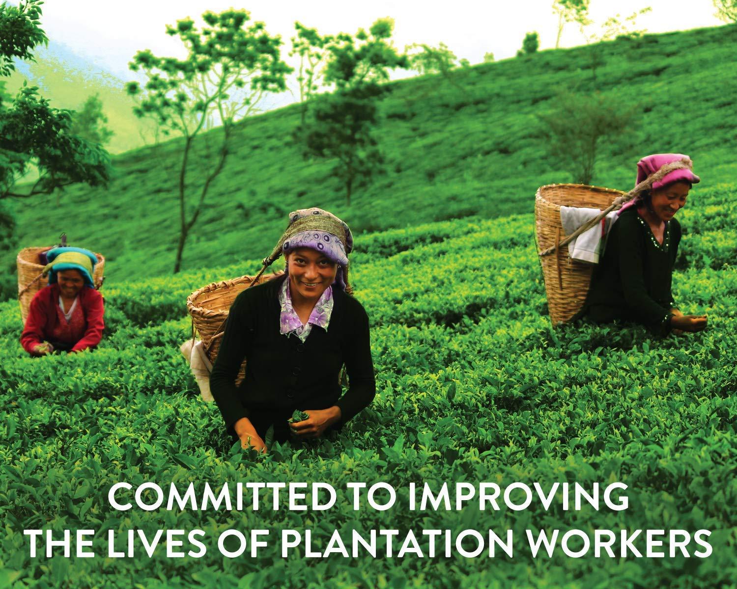 Teamonk Teamonk - Tapas Oolong Tea Leaves 200g (Makes 100 Cups) | USDA Certified Organic Darjeeling Tea | Pure and Herbal Tea | Promotes Overall Wellbeing | No Oils, Artificial Aroma, or Taste Enhancers