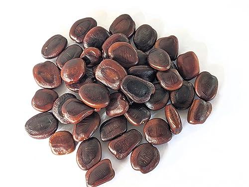 PT Food products PT Tamarind Seeds - New Fresh and Damage checked Seeds | First Quality | - (500 grams)