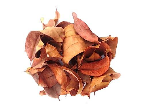 Generic Li6 Pure Dry Jamun Leaves 100 Grams - Jamun Ka Sukha Patta, Patte, Patti - Jamun Dried Leaf