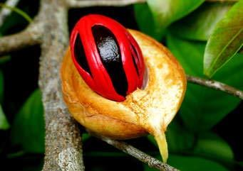 A2 Masala A2 Masala Nutmeg Jaiful Powder 100 gm