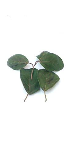 Generic Li6 Fresh Pure Organic Lasura Leaves 250 Gm - Nisodha Ka Patta - Lasode, Lasoda, Lasora Gunda Leaf