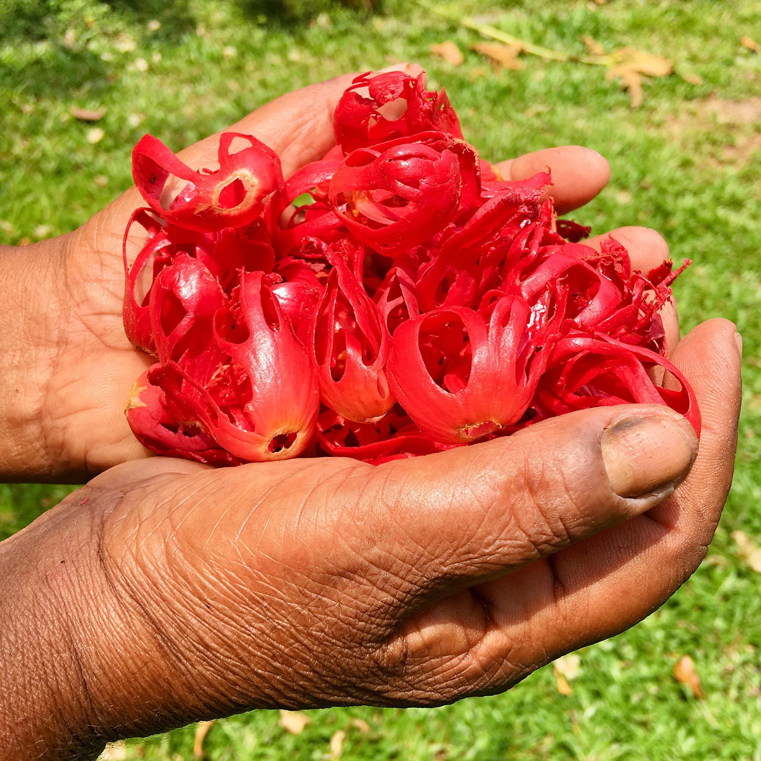 Kuruvinakunnel Tharavadu Farms Nutmeg Mace (Organically Grown | Single Origin | Farm To Table) 20 gms