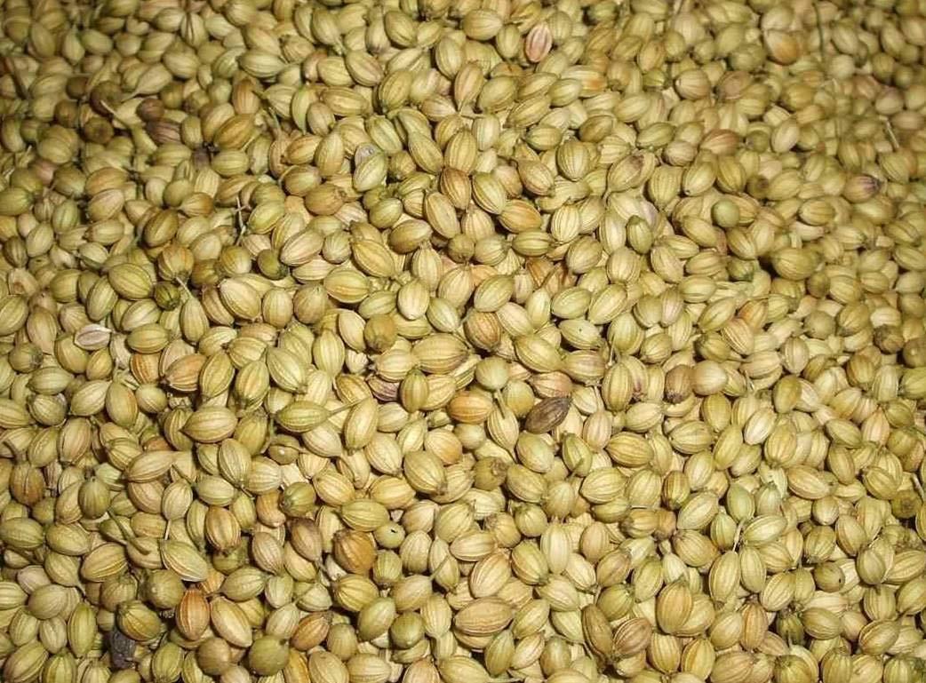 UPPAL SONS UPPAL SONS Coriander Seed Whole | Dhaniya Seeds | Sabut Dhania | Whole Dhania Seeds | Dhania Whole (500)