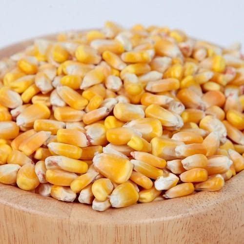 Tastynee Tastynee Popcorn Seeds Makki Dana Extra Soft Popcorn Makka Popcorn Unpopped Corn Raw Popcorn Kernels (1Kg)