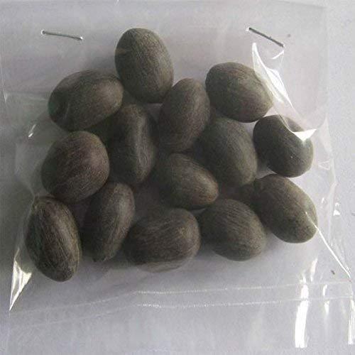 UK Hub yagyansh Aam ki ladki Mango Wood Hawan Samagri Kamal gatta Gugal guggal Combo