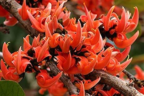 Generi TESU/PALASH/KESUDA/Butea monosperma/bastard teak/parrot tree Phool-500GM