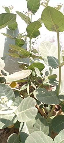 Generic Super Shop Pure Fresh Organic Madar Leaves 15 Pcs indian Ayurvedic Mandar Ke Ped Ka Patta, Patti, Patte - Manar