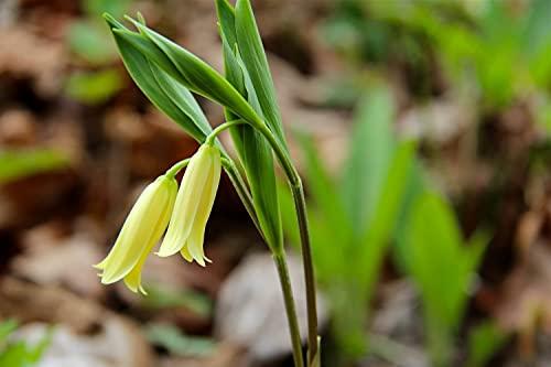 Healing Herbs Healing Herbs Wild Oat 30Ml-Original Imported Flower Therapy Remedies By Dr Edward Bach Prepared From The First Concentrate