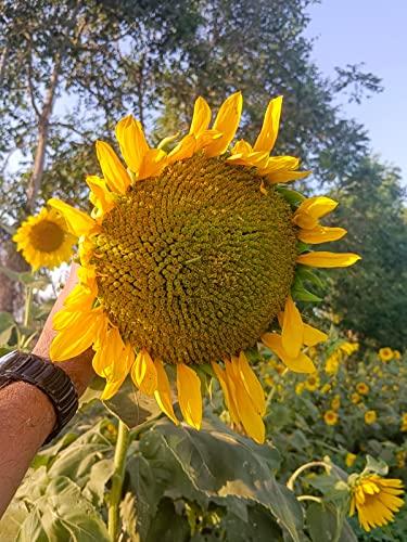 Eywa Seeds & Exports Pvt Ltd Eywa Seeds & Exports Pvt Ltd Organic sunflower oil (1 liter) cold pressed/wood pressed oil | surajmukhi/sunflower kachi ghani oil