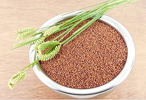 SAARA SSAARA HERBAL FRESH Ragi Grain(Finger Millet) 3.950kg