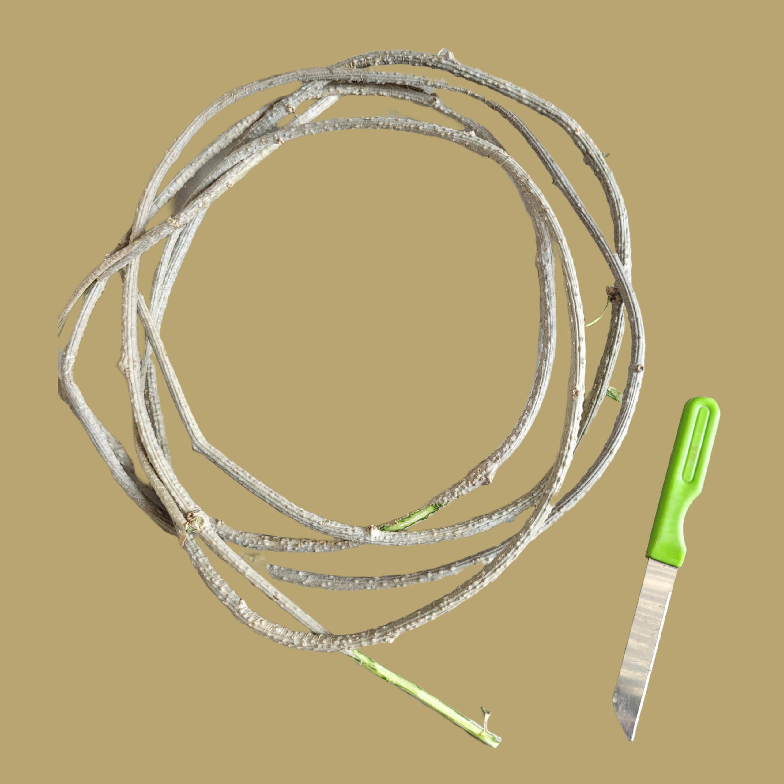 RUKDA RUKDA Giloy stems, Fresh Neem Giloy Plant Stems Giloy Sticks, Guduchi stems Neem Giloy stick 30 cm Long