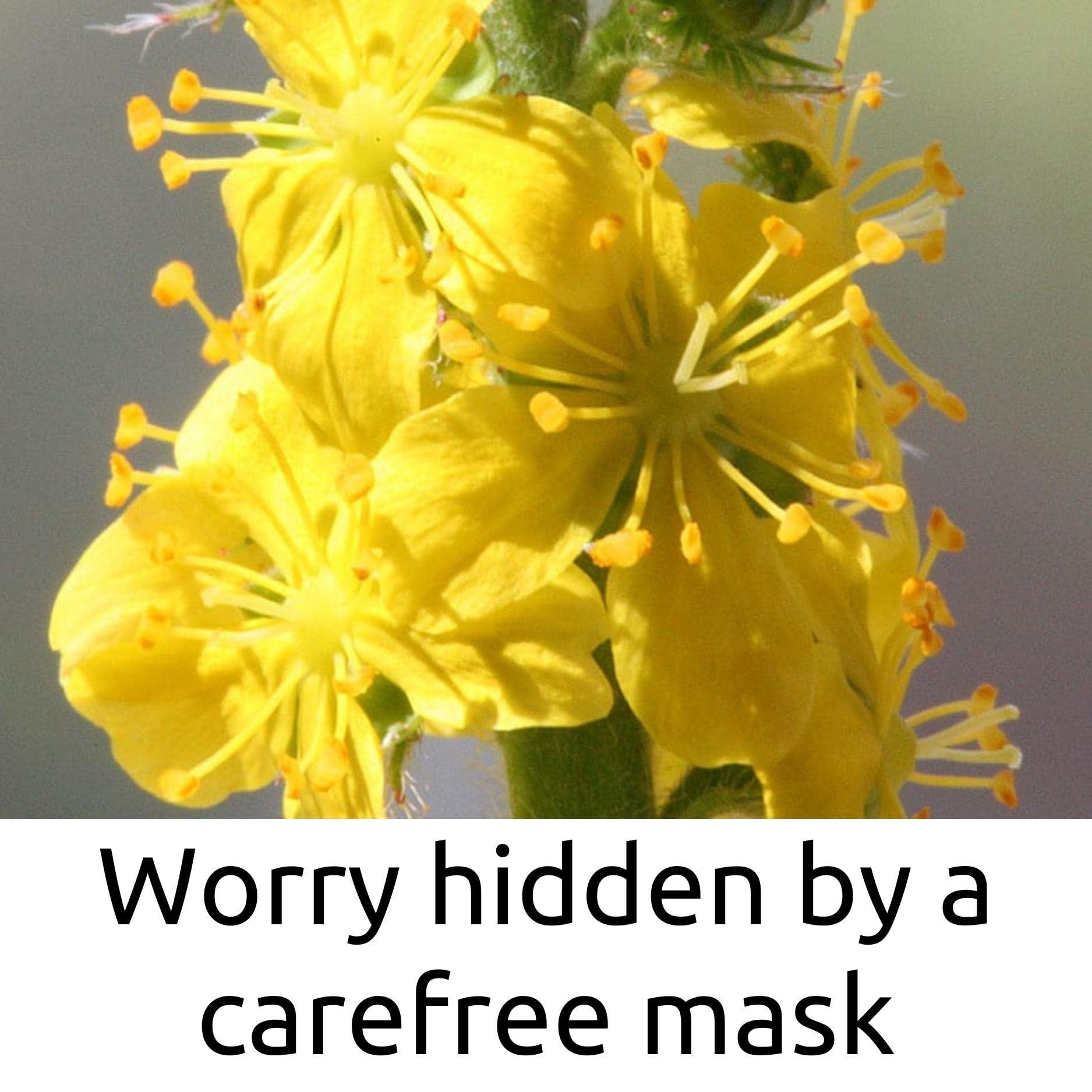 AM SAFE-X delivering the best AM SAFE-X Lens Cleaner for Spectacles, Eyeglasses, Sunglasses, Camera Lenses and Binoculars, 100 ml Pack 1