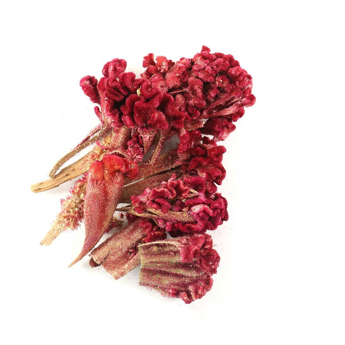 AJS VSB-Special Dental Tweezer 6 Inch Stainless Steel Pack of 1 Pieces