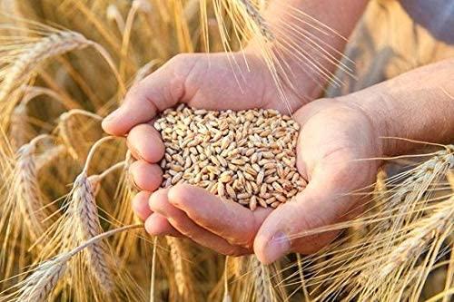 Green World Green World DBW 327 Wheat Seeds for Agriculture & Farming (5 Kgs x pack of 1)
