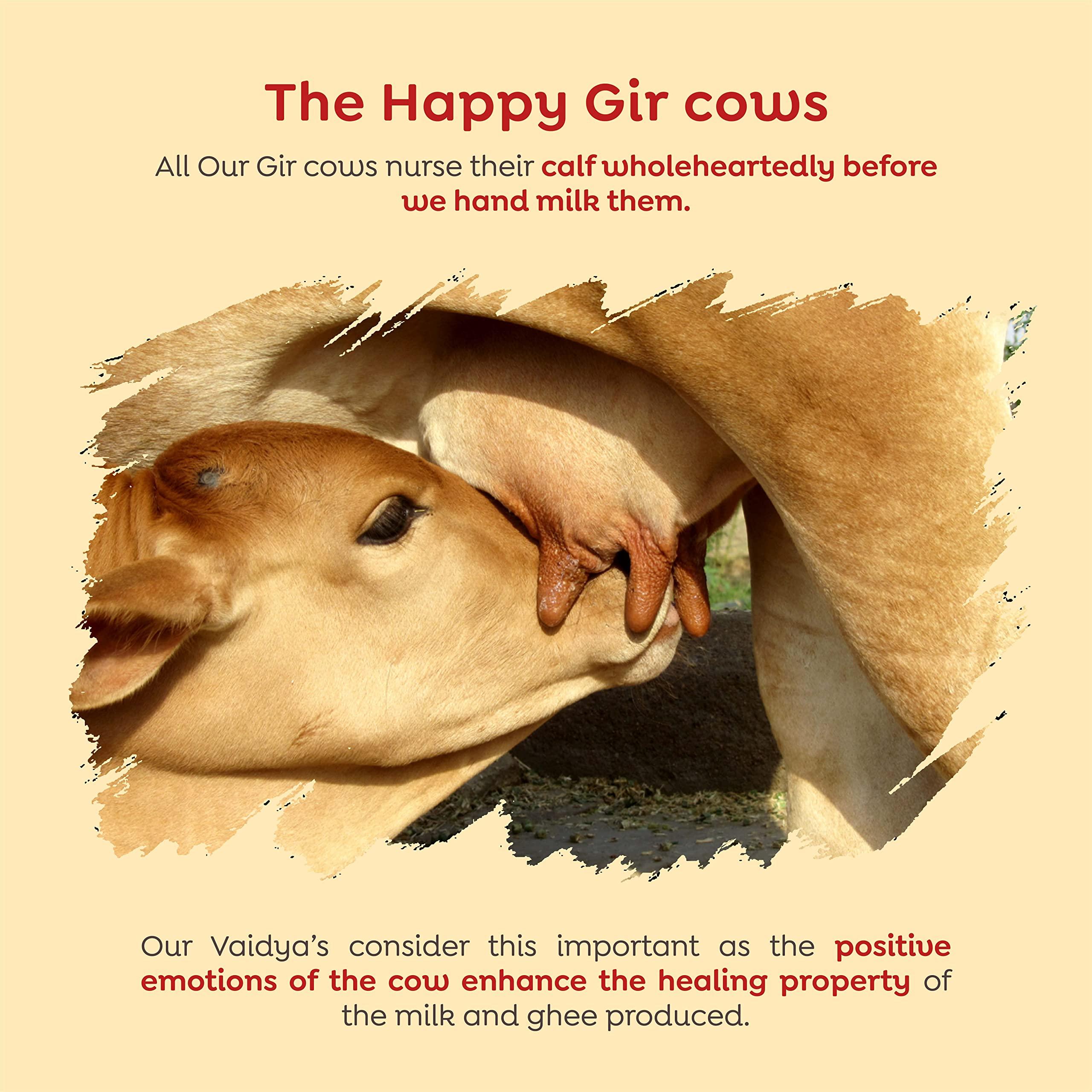 HRIDAYA AYURVEDA Hridaya Ayurveda A2 Gir Cow Ghee 500 ml - Vedic Bilona Method Curd Churned Ghee from Freely Grassed Cow - Unadulterated & Healthy Full Moon Cultured Cow Ghee