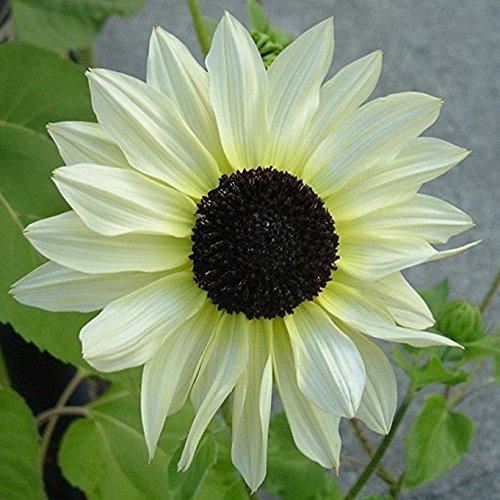 Futaba Futaba Italian White Sunflower Seeds - 20Pcs