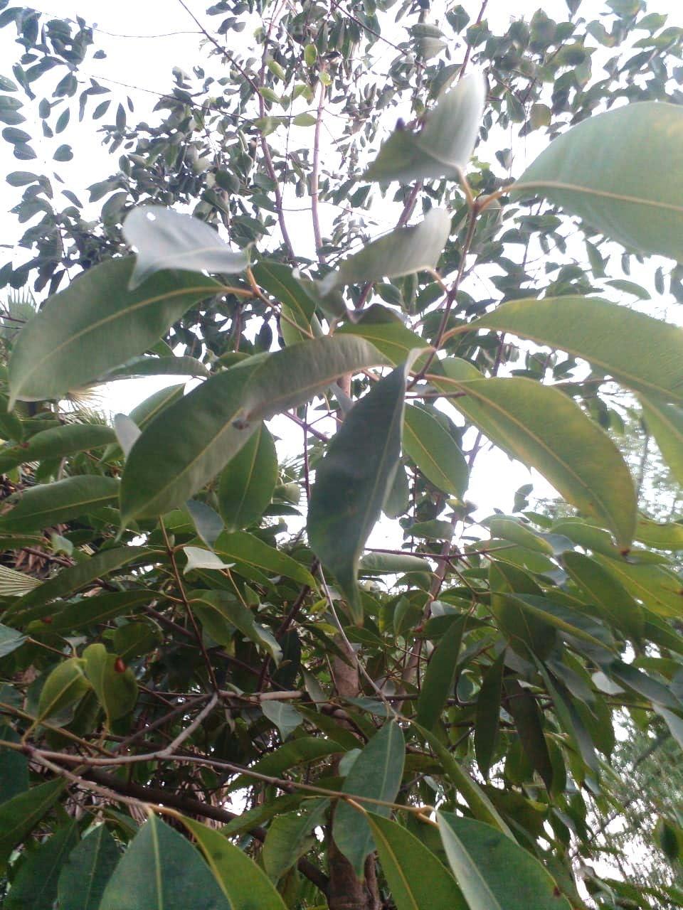 Generic Li6 Pure Dry Jamun Leaves 100 Grams - Jamun Ka Sukha Patta, Patte, Patti - Jamun Dried Leaf