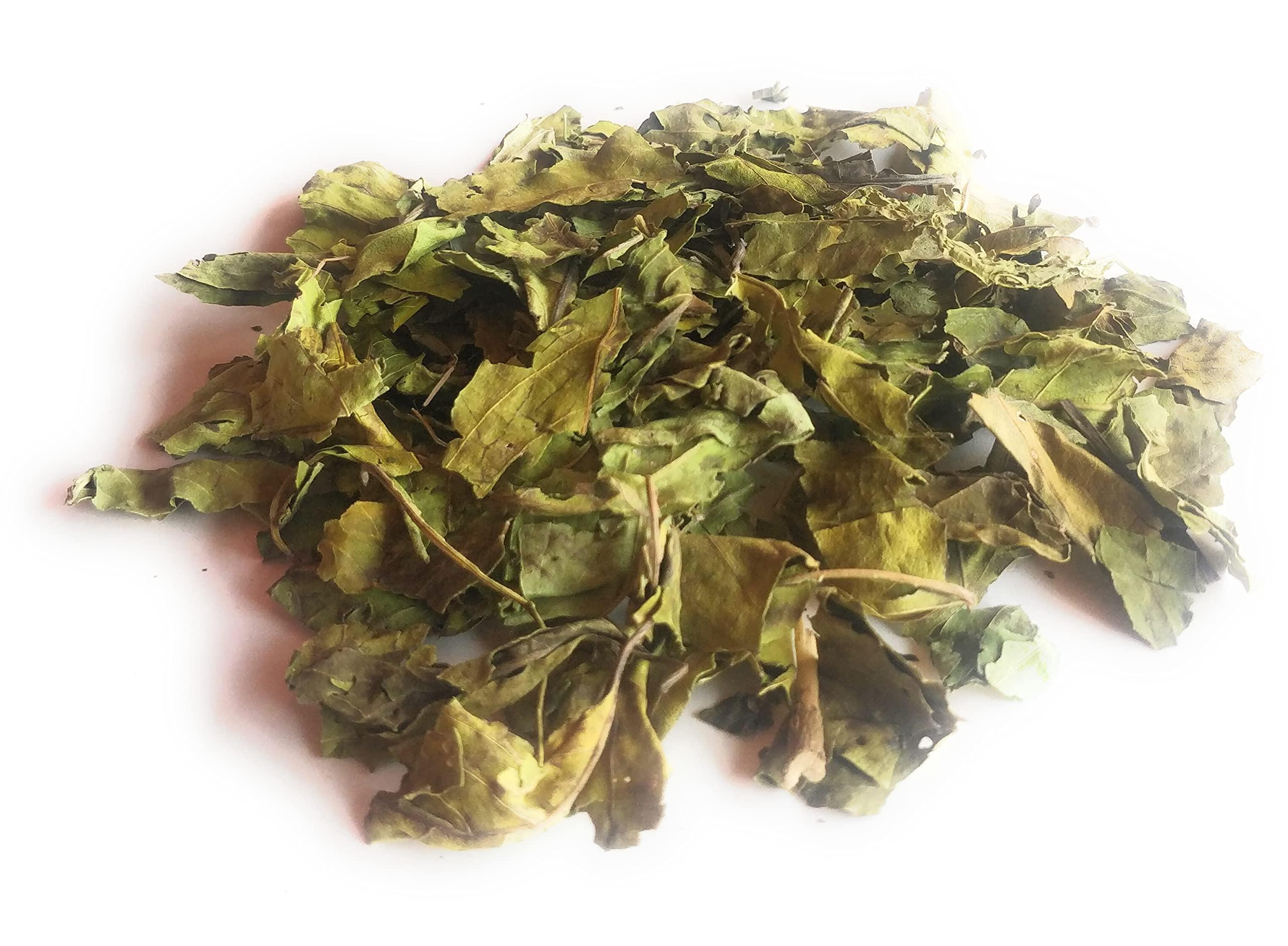 Ayushiv Ayushiv ADULSA LEAF (Justicia adhatoda) - Adusa - Adulsa- MALABAR NUT- VASA -ADHATODA VASICA - BANSA GREEN (200 GM)