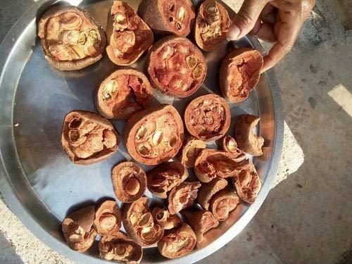 Generic Rudanti-Rudrawanti Phal-Rudravanti Phal-Rudanti Fal-Cressa Cretica (100 Gms)