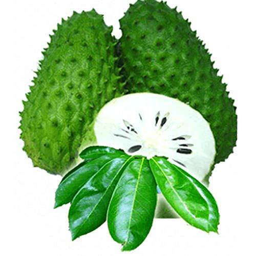AMELIA ORGANIC PRODUCTS Amelia Organic Products Soursop Fruit Juice | Pulp 250ml | Pack of 3