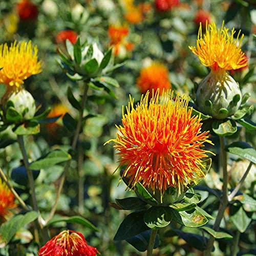 A D FOOD & HERBS A D Food & Herbs Organic Dried Safflower Flower/Petals Kusum ke phool Aromatic Edible for Homemade Lattes, Tea Blends, Bath Salts, Gifts, Crafts 100 Gms