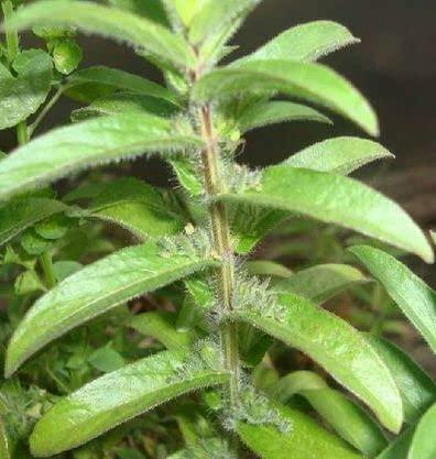 Vi Vethan Vi Vethan Gopuram thangi (False Waterwillow) powder 100gm