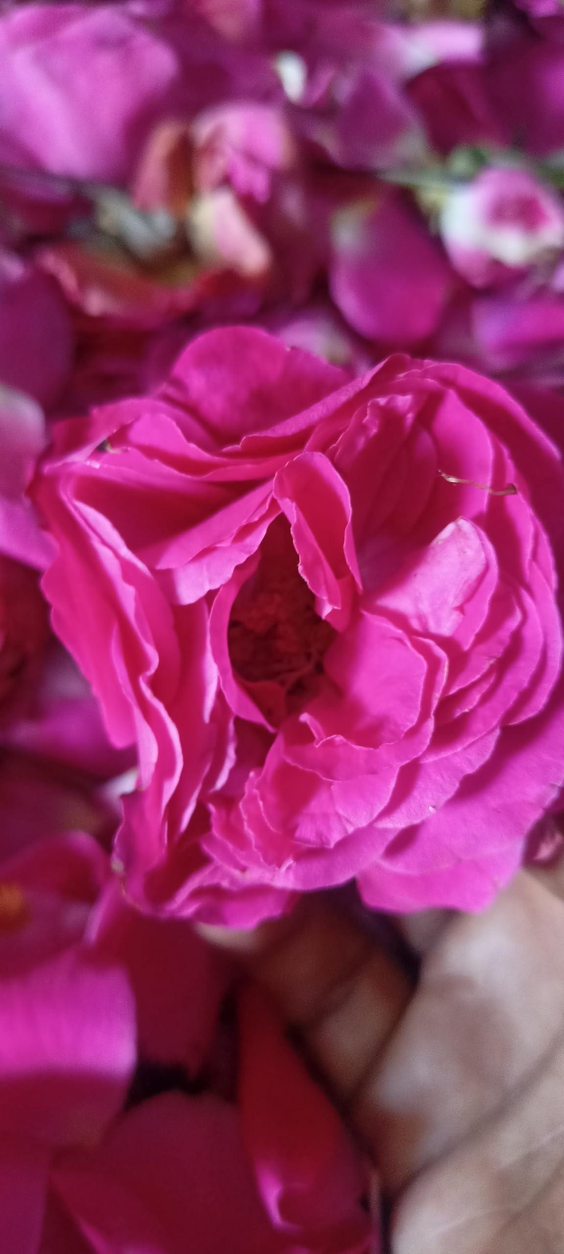 BN GREEN TECH ENTERPRISE -8807735011 Natural Paneer Rose Petals dried 100g|Gulab Patti | Dried Rose Petals | Use in Tea, Baking, Making Rose Water, Crafting)|100% Edible for Food uses