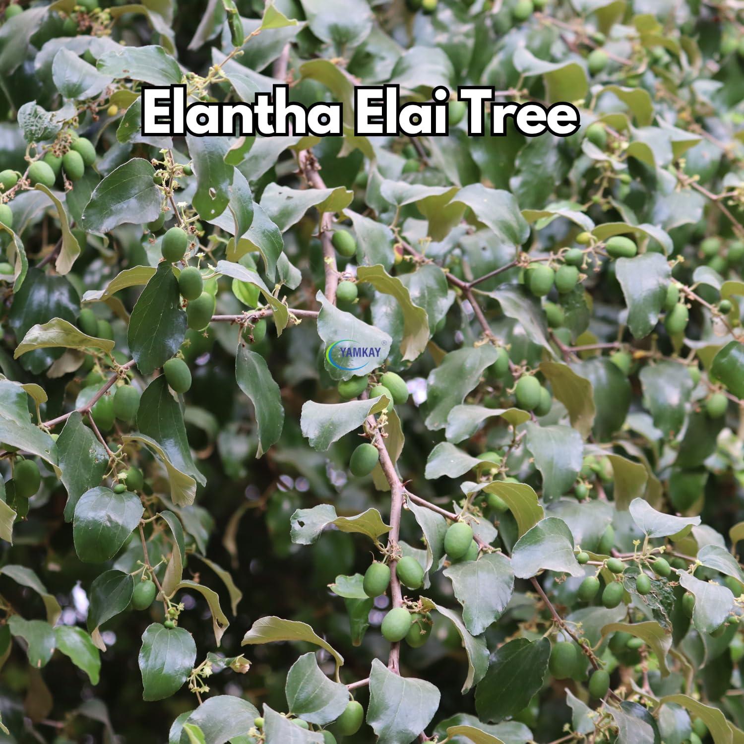 Accure Pharma Pvt Ltd Femicure | Ayurvedic Syrup for Women| General Wellness, Menstrual discomfort or delay, PCOD, PCOS, Hormonal Imbalance in women| 300 ml | Accure Pharma (BUY 2 AND GET 1 FOOT CREAM FREE WORTH Rs. 249)