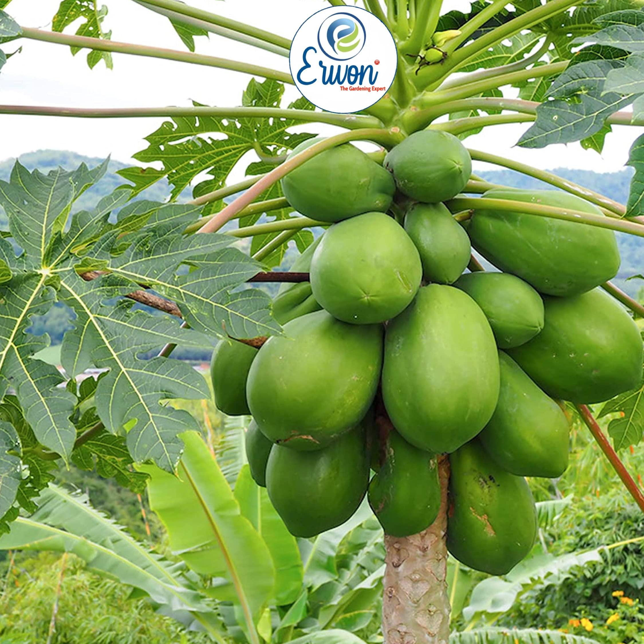 Erwon Erwon NPK for Papaya Fruits ( 200 gm fruit NPK )
